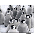 Penguin Rectangle Gaming Mousepad Lovely Funny Penguins South Pole Mouse Pad Mouse Mat for Computer Desk Laptop Office 9.5 X 7.9 Inch Non-Slip Rubber