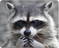 Raccoon Rectangle Gaming Mousepad Lovely Raccoon Whild Animal Mouse Pad Mouse Mat for Computer Desk Laptop Office 9.5 X 7.9 Inch Non-Slip Rubber